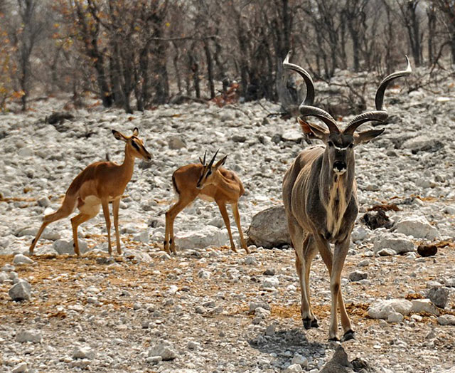Antiloper - Större kudu